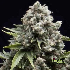Auto AK > Linda Seeds