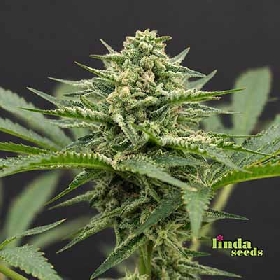 Auto Amnesia Haze CBD > Linda Seeds