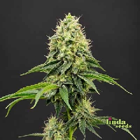 Auto Amnesia Haze > Linda Seeds