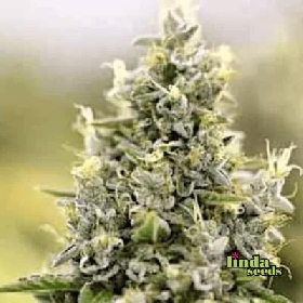 Auto Amnesia Haze > Linda Seeds