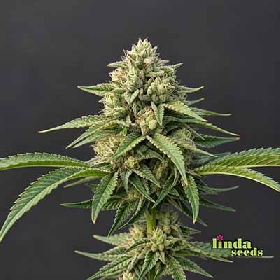 Auto Amnesia Lemon > Linda Seeds