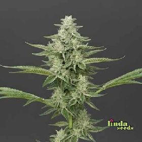 Auto Amnesia > Linda Seeds