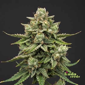 Auto Apple Fritter > Linda Seeds