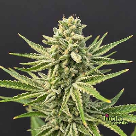Auto Apricot > Linda Seeds