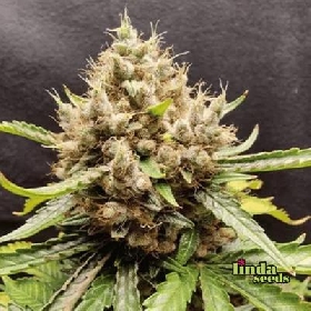 Auto Apricot > Linda Seeds