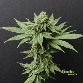 Auto Banana Punch > Linda Seeds