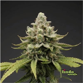 Auto Berghain Bouncer > Linda Seeds