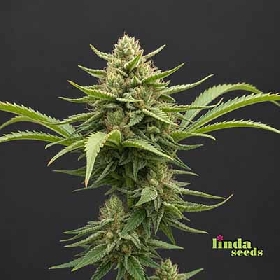 Auto Big Bud > Linda Seeds