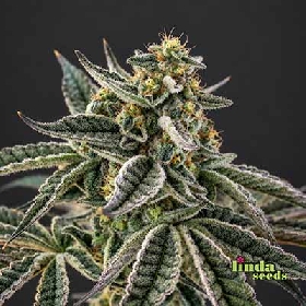 Auto Bruce Banner > Linda Seeds