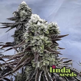 Auto Cherry Kush Coke > Linda Seeds