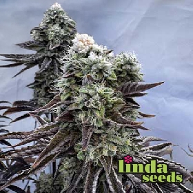 Auto Cherry Kush Coke > Linda Seeds