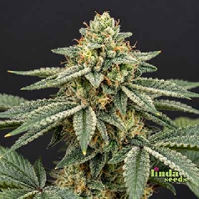 Auto Cookies > Linda Seeds