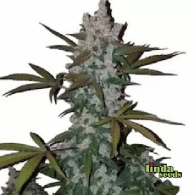Auto Cookies > Linda Seeds