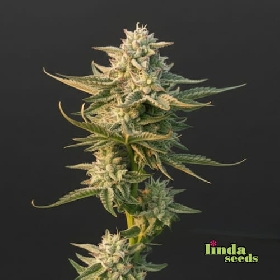 Auto Critical + > Linda Seeds