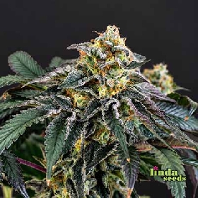 Auto Do Si Dos > Linda Seeds