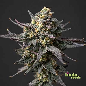 Auto Fat Blueberry > Linda Seeds