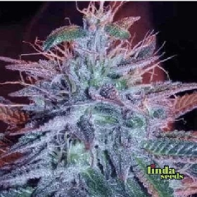 Auto Fat Blueberry > Linda Seeds