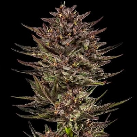 Auto Frosted Zinn x Cookie Dog > Barneys Farm