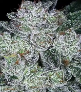Auto Future #1 > Anesia Seeds