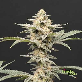 Auto Gelato #33 > Linda Seeds