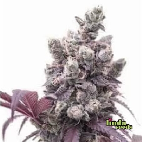 Auto Gelato #33 > Linda Seeds