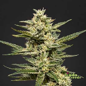 Auto Gelato Glue > Linda Seeds