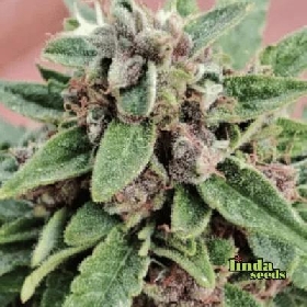 Auto Gelato Glue > Linda Seeds