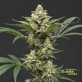 Auto GMO > Linda Seeds