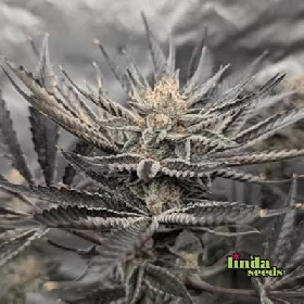 Auto GMO > Linda Seeds