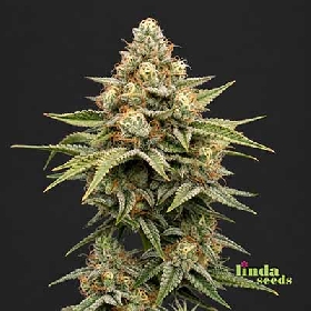 Auto Gorilla Glue#4 > Linda Seeds