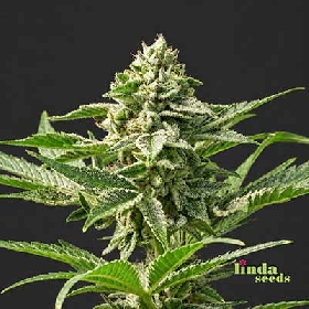 Auto Gorilla Zkittlez > Linda Seeds