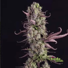 Auto Gorilla Zkittlez > Linda Seeds
