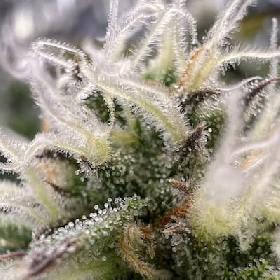 Auto G.O.S > R-Kiem Seeds