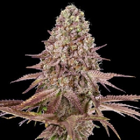 Auto Grand Daddy Purple > 00 Seeds Bank
