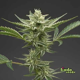 Auto Grape Octane > Linda Seeds