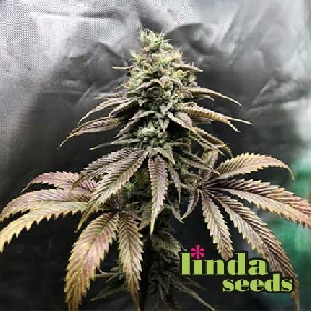 Auto Grape Octane > Linda Seeds