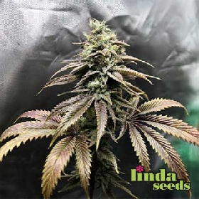 Auto Grape Octane > Linda Seeds