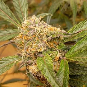 Auto GrapefruitZ > Dutch Passion