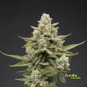 Auto KitKat Bitch > Linda Seeds