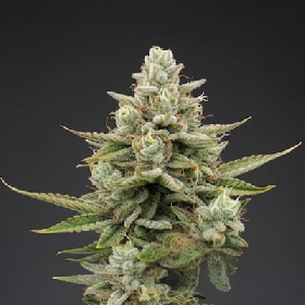 Auto KitKat Bitch > Linda Seeds