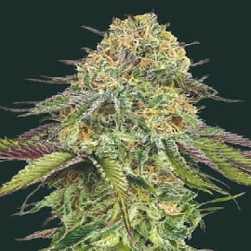 Auto Lemon Cherry Gelato > 00 Seeds bank