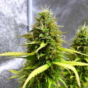 Auto Lemon Oasis > Original Sensible Seeds