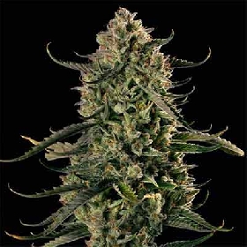 Mac Dawg XXL Auto > Silent Seeds