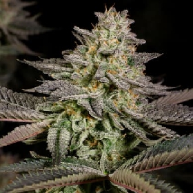 Auto Mandarin Cookies > 00 Seeds