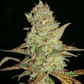 Auto Mimosa > Linda Seeds