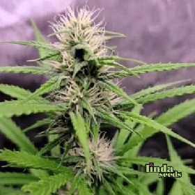 Auto Mimosa Orange Punch > Linda Seeds