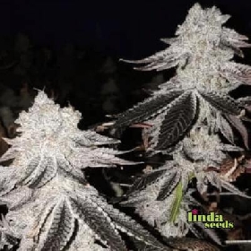 Auto Mintz > Linda Seeds