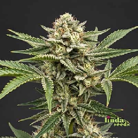Auto Northern Light > Linda Seeds