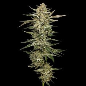 OG Triploid Auto > Humboldt Seeds Company