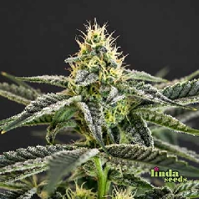 Auto Oreoz > Linda Seeds